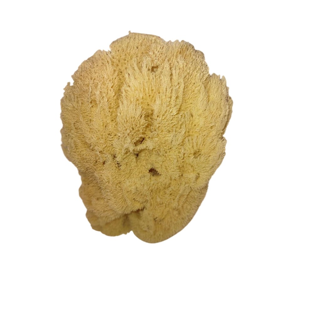 Natural Sea Sponge 6 Inch Large Organic Bath Cleaning Art Supply Tan Porous